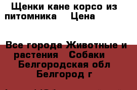 Щенки кане корсо из  питомника! › Цена ­ 65 000 - Все города Животные и растения » Собаки   . Белгородская обл.,Белгород г.